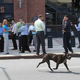 Illustration for article titled Mets Fans Now Being Hunted Down Like Dogs, By Dogs